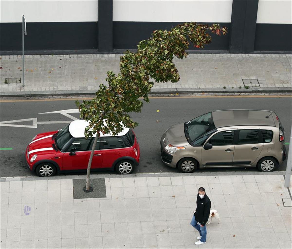 Un árbol cimbrea a causa del fuerte viento en Bilbao. Foto: EFE