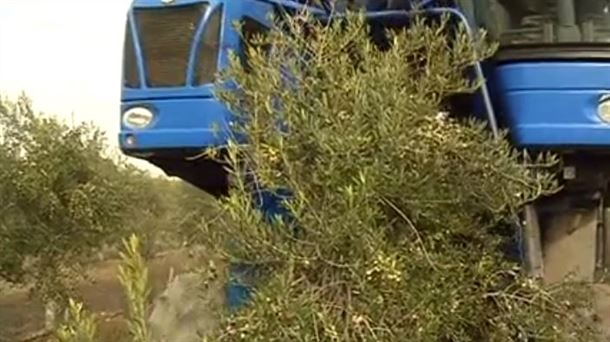 El Trujal Mendía de Arróniz espera una cosecha "excepcional" de olivas y aceite