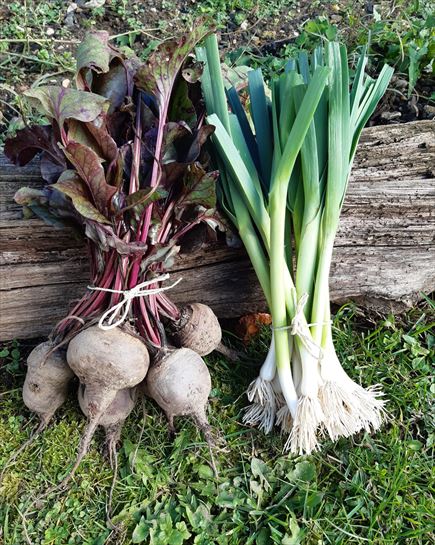 Remolacha con puerros