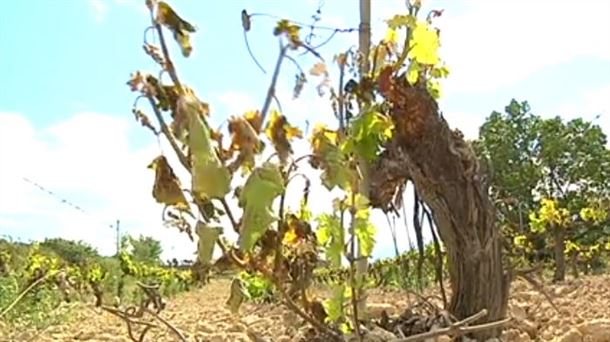 Rioja Alavesa asegura cada vez más sus viñedos frente a heladas y granizo