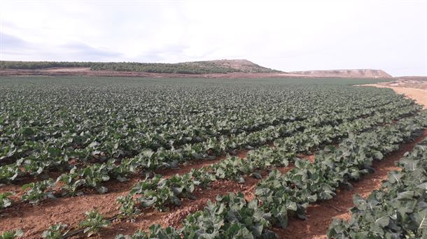 El brócoli, el cultivo que reina en Navarra