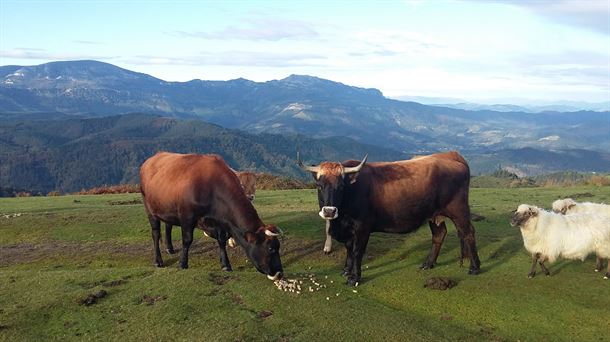 Dos vacas de raza terreña pastando en los alrededores de El Vivero en Galdakao.
