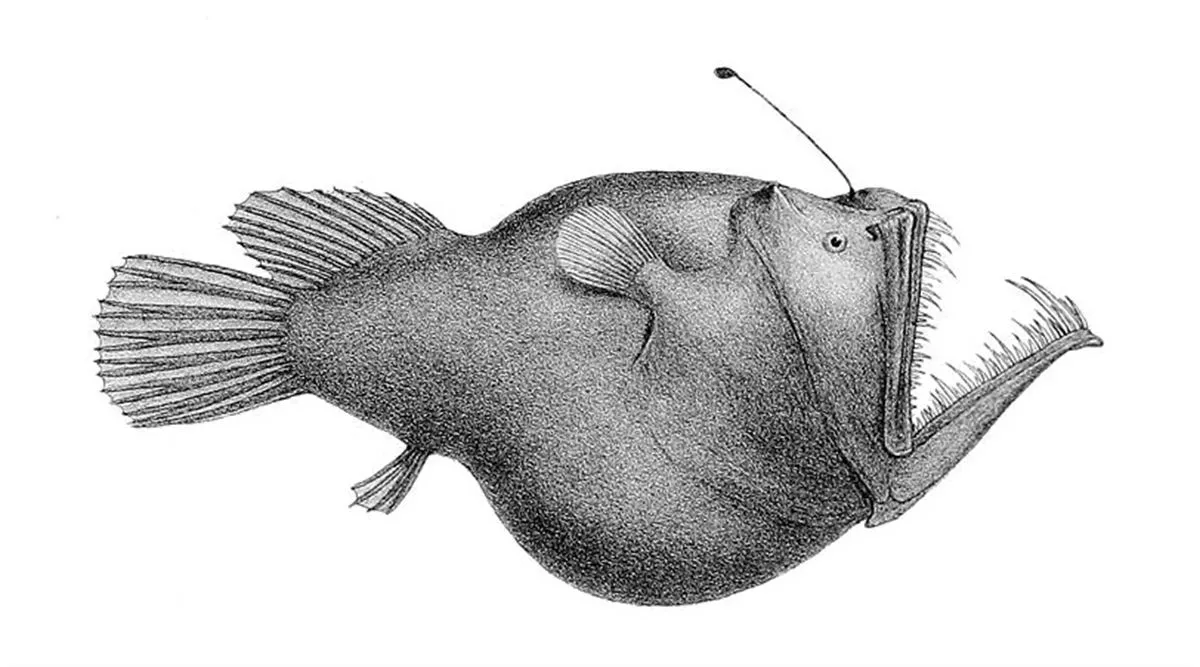 Xabier Irigoien AZTI peligros cambio climático zona crepuscular océanos, image size:1200x667