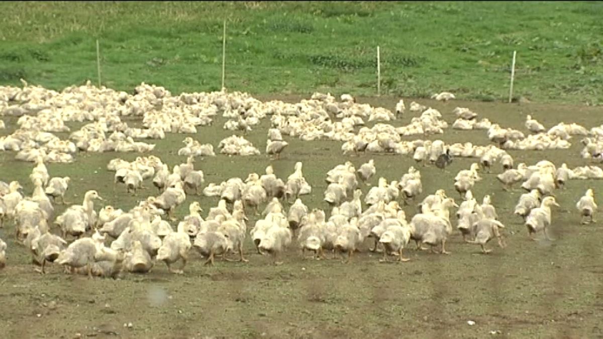 Preocupación por la gripe aviar. Imagen obtenida de un vídeo de ETB.