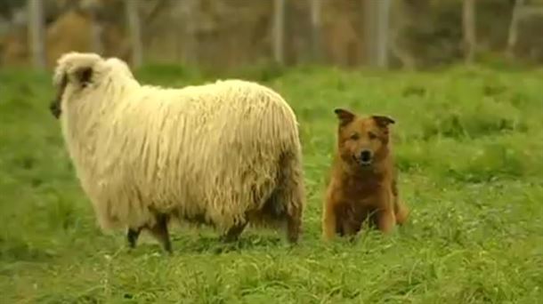 El perro pastor vasco, siempre con las orejas tiesas, siempre en alerta