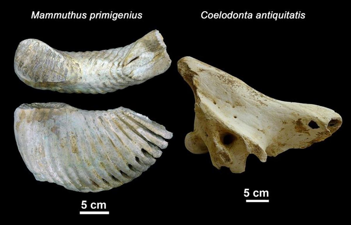 Mainea leize-zuloko fosilak. Argazkia: Manuel Rodriguez