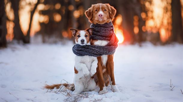 Mascotas afrontando el frío invernal