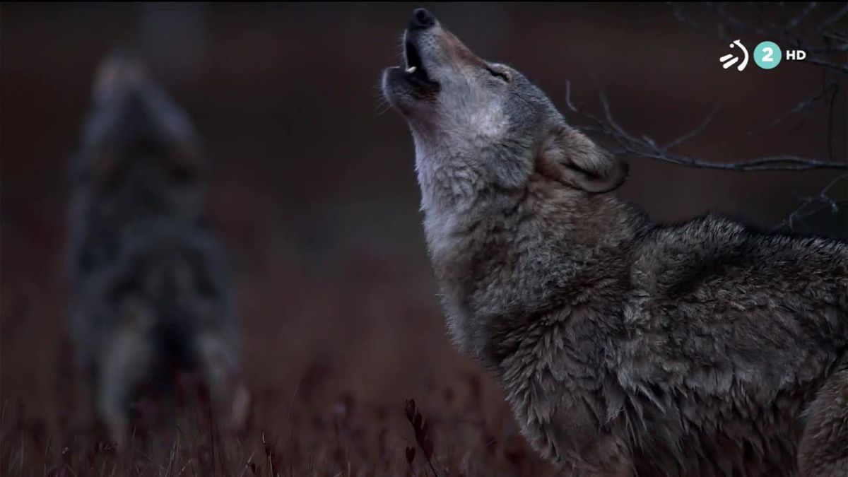 En la penínzula hay entre 2500 y 3000 lobos. Imagen obtenida de un vídeo de Agencias.