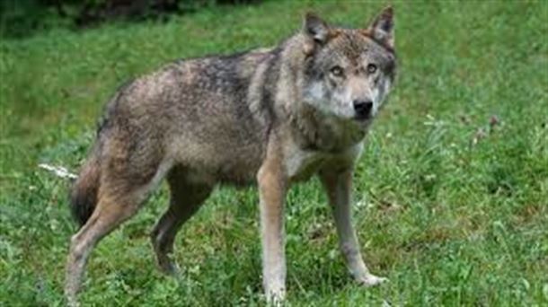 El lobo vuelve a enfrentar a ganaderos y ecologistas en Álava