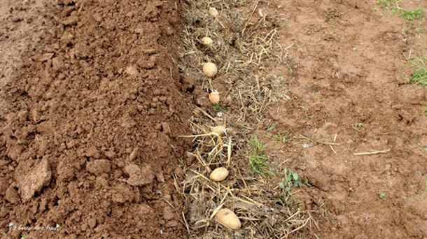 La siembra de la patata temprana es también una de las labores de febrero