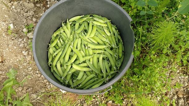 Lur Bizia (20/02/2021)