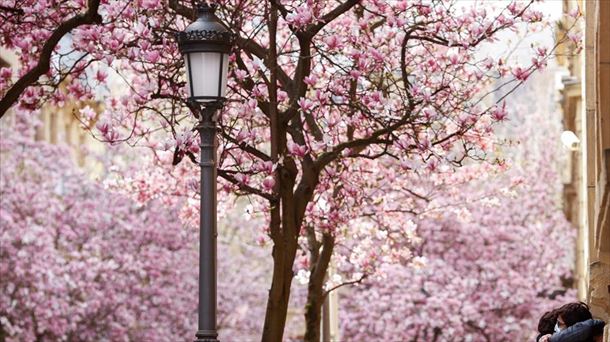 Magnolios en flor en San Sebastián.