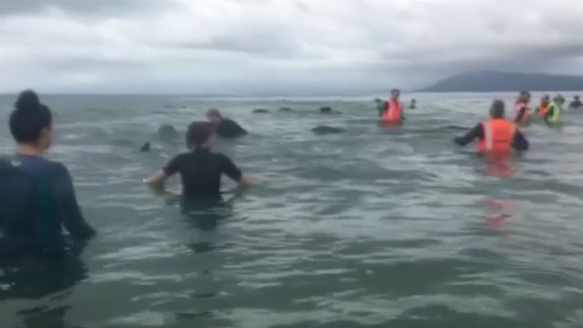 Han rescatado a 28 ballenas