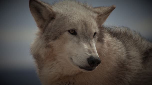 UAGA lamenta que el lobo sea especie protegida en todo el estado