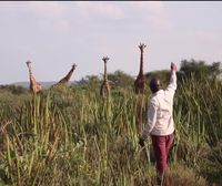 El modelo de pastoreo y de tierras comunales de los Masai en Kenya, en peligro