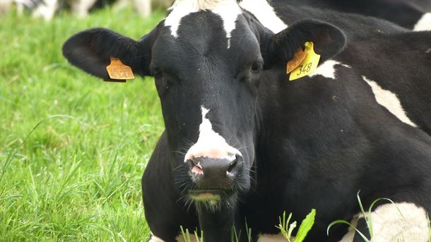 Objetivo: reducir las emisiones de metano de las vacas en un 20%