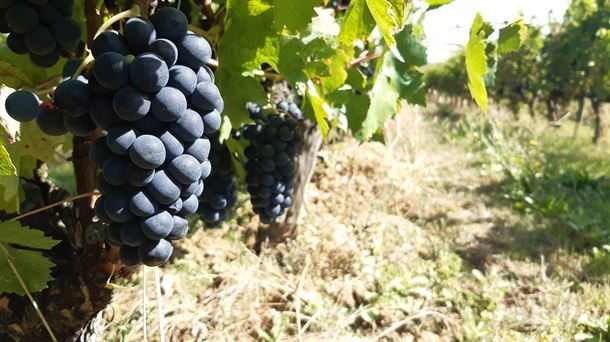 El mercado del vino de Rioja agradece la retirada de los aranceles en Estados Unidos