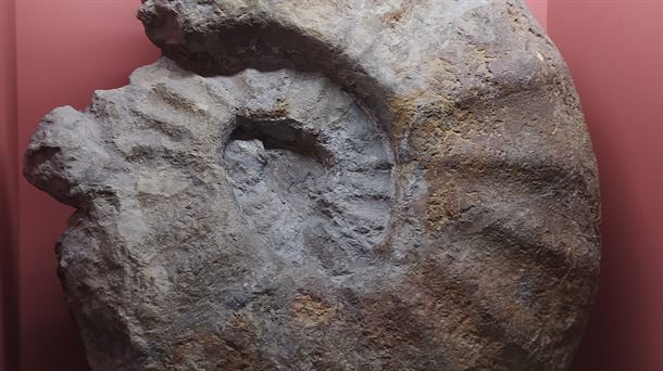 AMMONITE,GIGANTE,OTEO,ARABA,MUSEO CIENCIAS NATURALES,VITORIA GASTEIZ, JESUS ALONSO