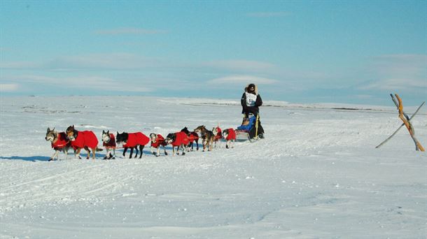 Iditarod: la más importante carrera de perros comenzó con una pandemia