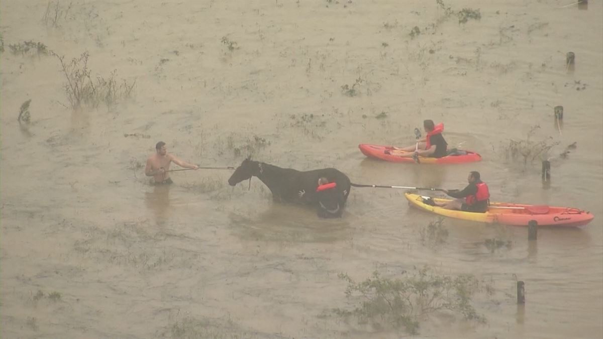 Rescate de un caballo atrapado por el agua