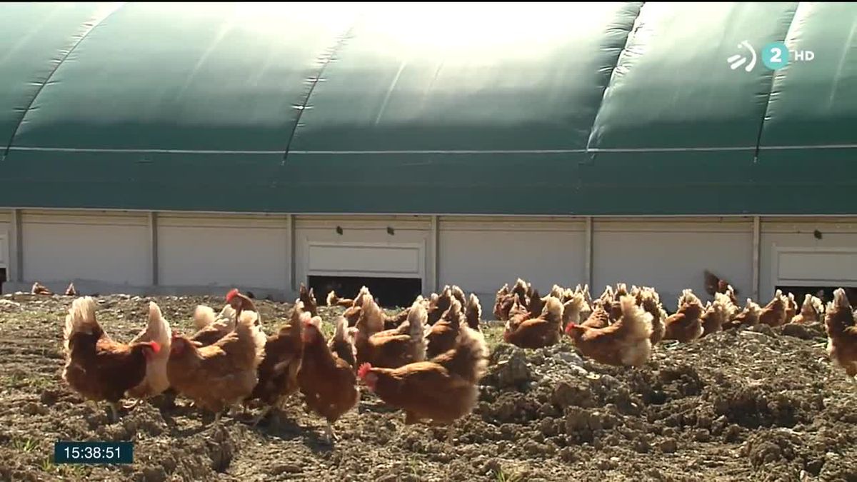 Granja en Zalduondo. Imagen obtenida de un vídeo de ETB.