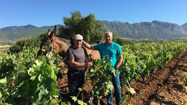 Desde hace 5 años en Bodegas Luis Cañas y Amaren labran con mula las viñas jóvenes.