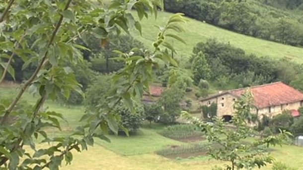 El emblemático castaño recupera espacio en el medio rural de Euskal Herria 