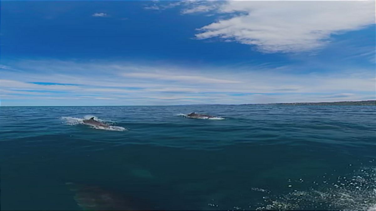 Delfines, entre Donostia y Orio