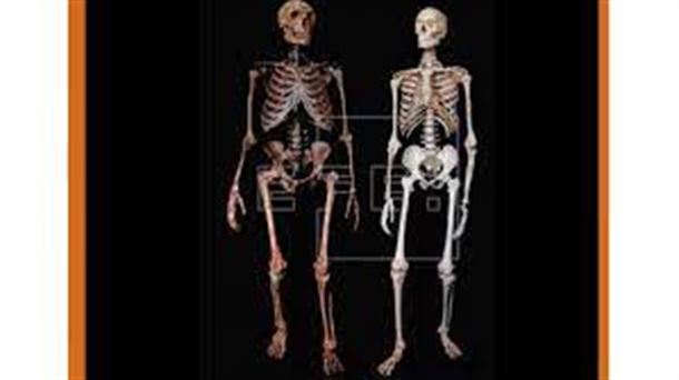 Neandertal / Sapiens - UGR