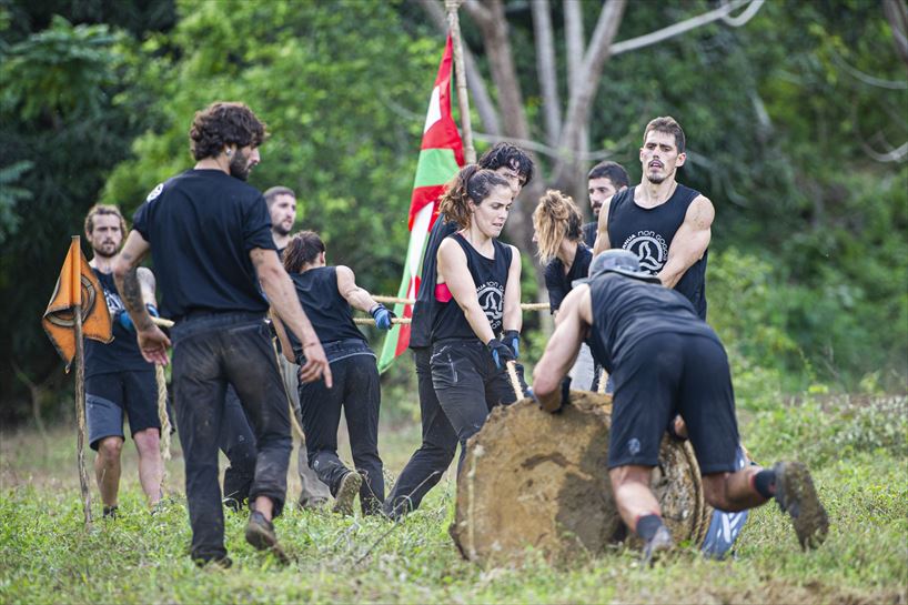 Cacata taldea, enborra eramaten