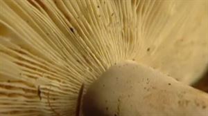 Al natural o en aceite, dos formas de conservar las setas