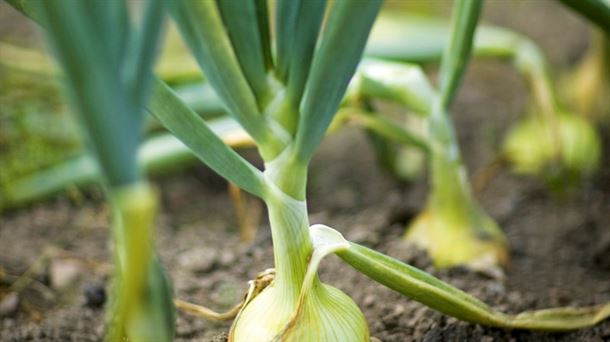 Es importante elegir la mejor variedad de cebolla que se adecúe a nuestra tierra y entorno