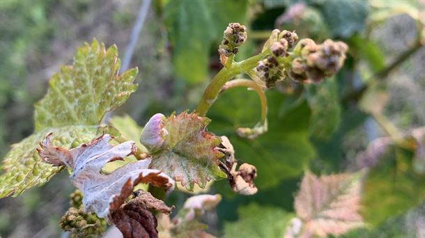 Las heladas de abril han afectado al viñedo del txakoli de interior