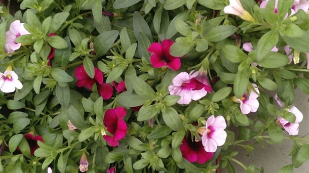 Clásicas y nuevas tendencias en planta de flor para esta primavera-verano