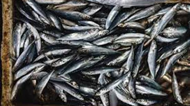 Las anchoas y las sardinas del Golfo de Bizkaia son más pequeñas