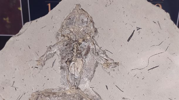 Fósil de Rana Pueyoi a buen recaudo en el Museo de Ciencias Naturales de Araba