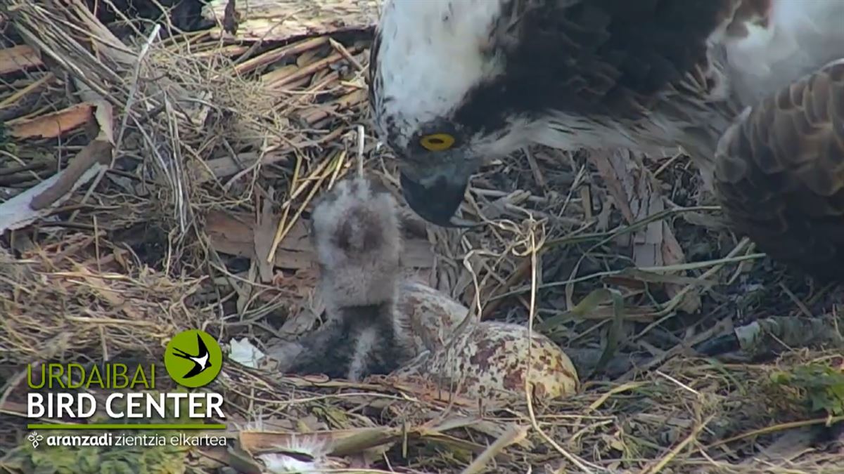 Nacen dos águilas pescadoras en Urdaibai Bird Center