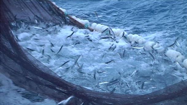 La campaña JUVENA sitúa en 208.00 toneladas la población de juveniles de anchoa.