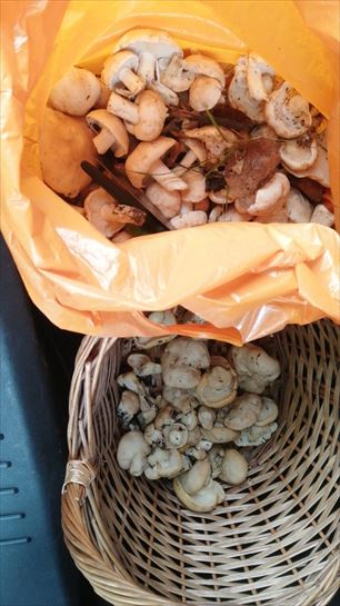 Imágenes apartadas por oyentes