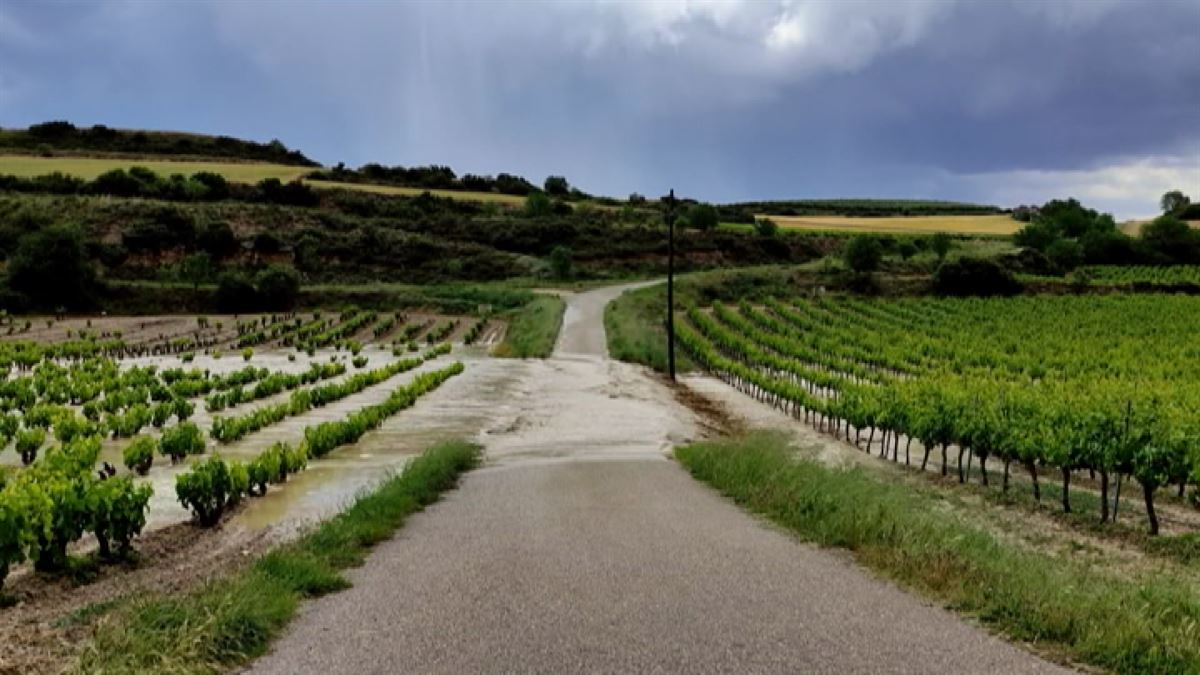 Viñedos anegados en la Rioja Alavesa