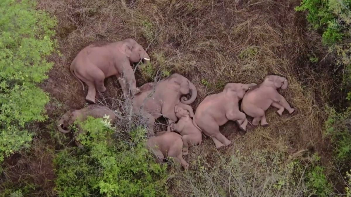 Elefantes durmiendo. Imagen: Agencias