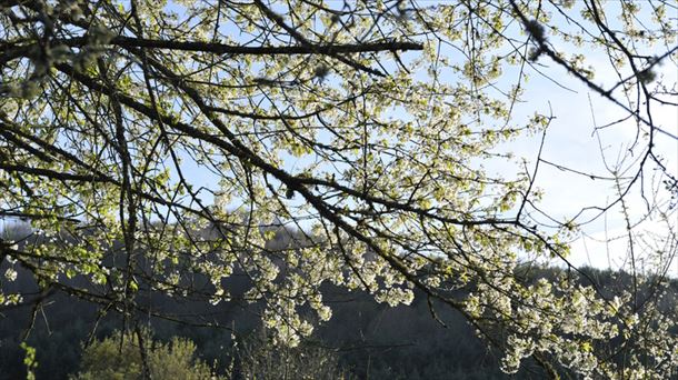 Una imagen de la primavera pasada.