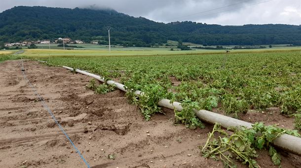 Finca cultivada de patata afectada por la intensa precipitación del 16 de junio.