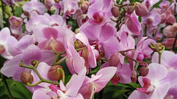 La orquídea, la planta que da un toque tropical al interior de nuestras casas
