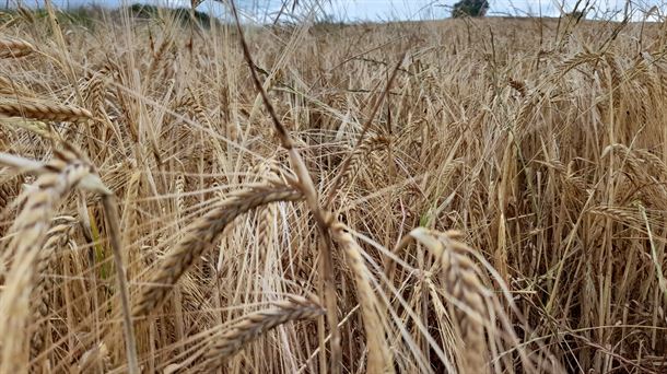El exceso de lluvias ralentiza el inicio de la campaña del cereal en Navarra
