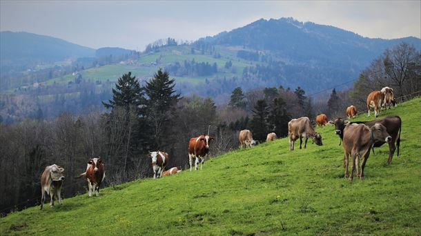 Los beneficios ambientales del pastoreo móvil. Ikergazte: el congreso de la investigación en euskera
