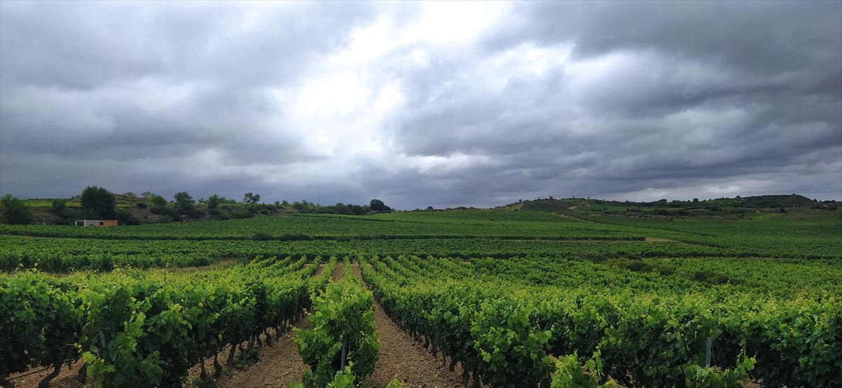 Igor Arizmendiarreta, usuario de eitb.eus, firma esta foto, que muestra viñedos de Laguardia