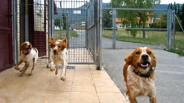 tres perros corren alegres por las instalaciones de la residencia