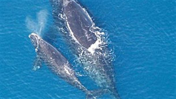 Enrique Franco: "Los plásticos matan las ballenas"