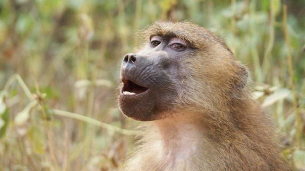 Lo que los babuinos de Guinea enseñan sobre la evolución humana y CIC Biogune y la igualdad de oportunidades